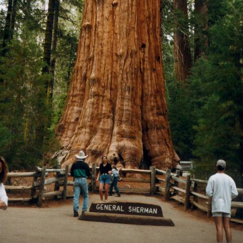 General Sherman, Sequoia National Park