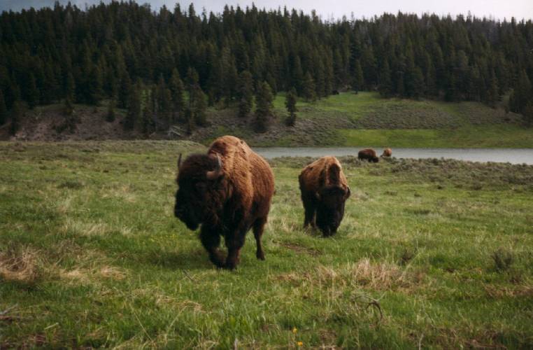 Büffel, Yellowstone